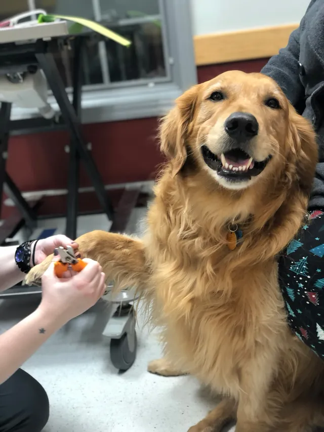 Tech checking a dog