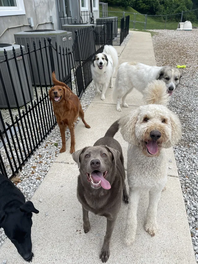 Dog getting a treat