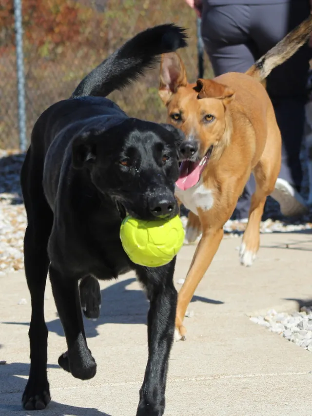 Dog catching a ball