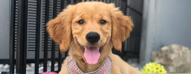 Puppy group play